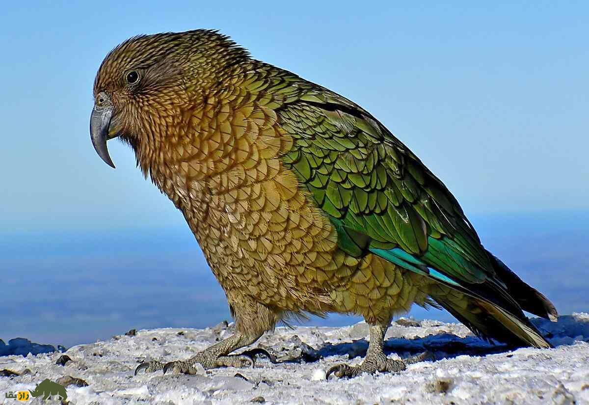 کیا؛ طوطی عجیبی که خوراکش لاشه گوسفند است کیا؛ طوطی عجیبی که خوراکش لاشه گوسفند است