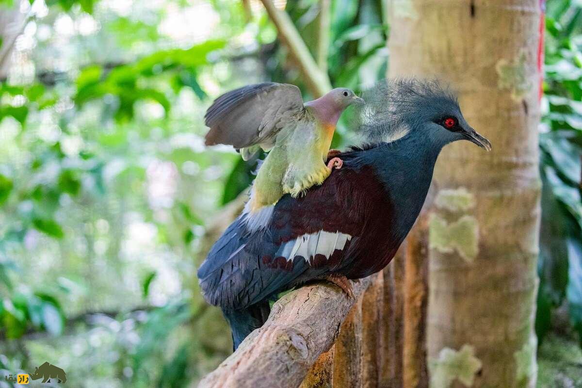 کبوتر تاج‌دار غربی؛ کبوتری به شکل طاووس که 2 کیلو وزن دارد و خویشاوند «دودو» است