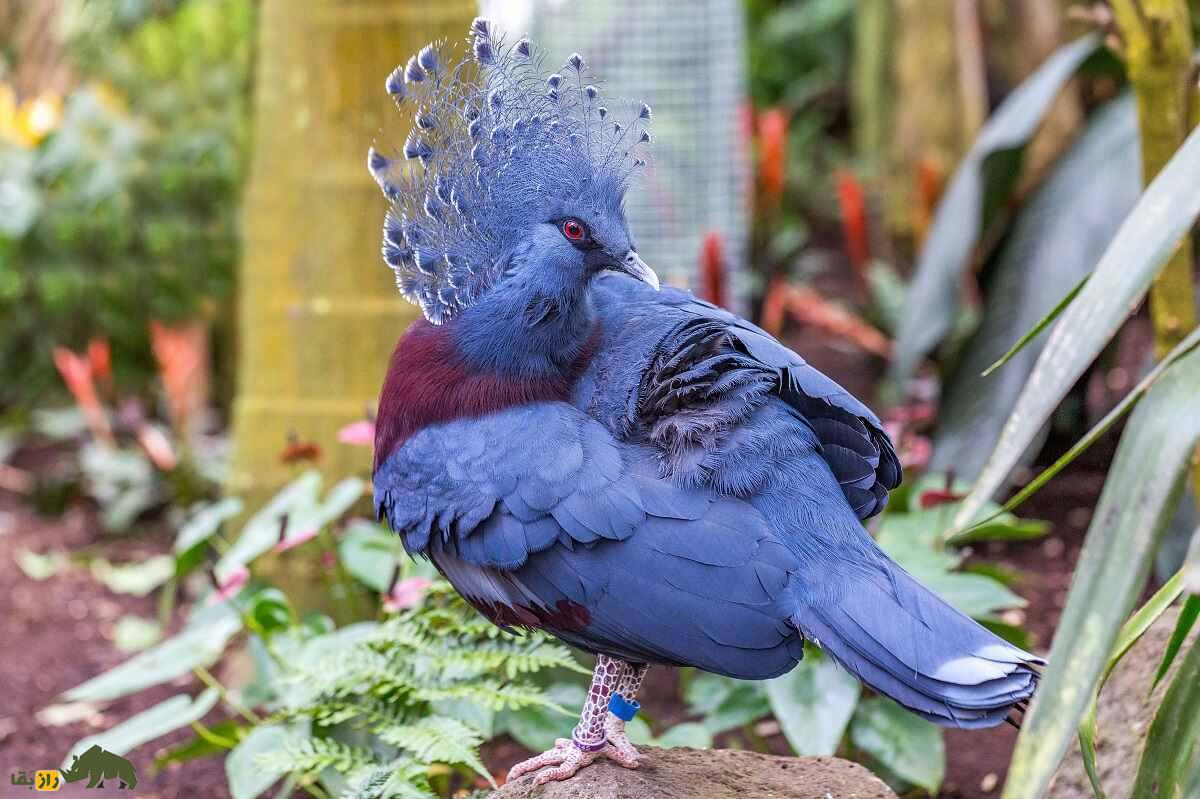 کبوتر تاج‌دار غربی؛ کبوتری به شکل طاووس که 2 کیلو وزن دارد و خویشاوند «دودو» است