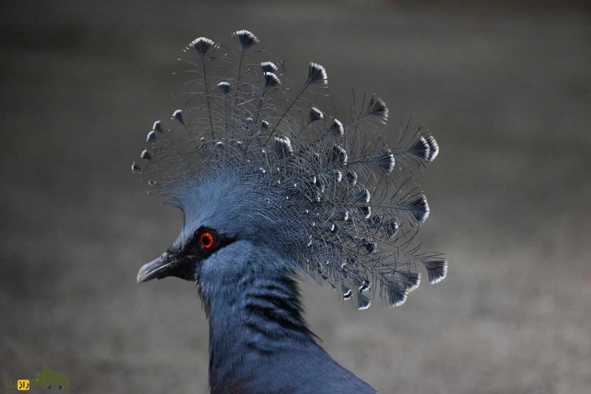 کبوتر تاج‌دار غربی؛ کبوتری به شکل طاووس که 2 کیلو وزن دارد و خویشاوند «دودو» است