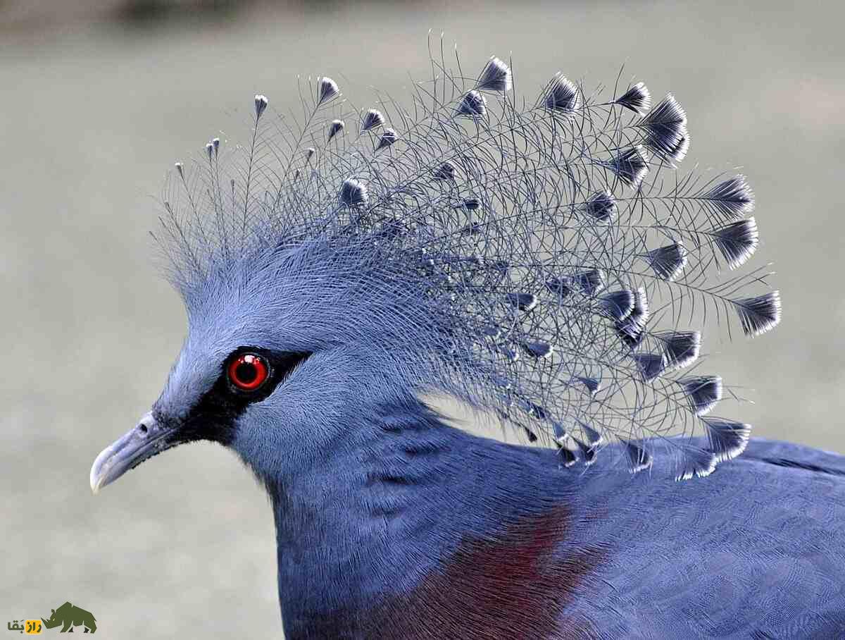 کبوتر تاج‌دار غربی؛ کبوتری به شکل طاووس که 2 کیلو وزن دارد و خویشاوند «دودو» است