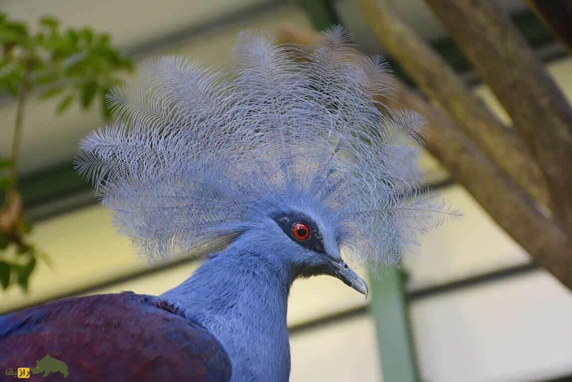 کبوتر تاج‌دار غربی؛ کبوتری به شکل طاووس که 2 کیلو وزن دارد و خویشاوند «دودو» است