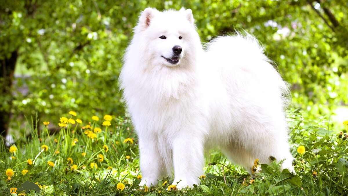 ساموئید؛ سگ سیبریایی که ملکه انگلیس عاشقش بود و مویاش برای بافت لباس به کار میرود ساموئید؛ سگ سیبریایی که ملکه انگلیس عاشقش بود و مویاش برای بافت لباس به کار میرود