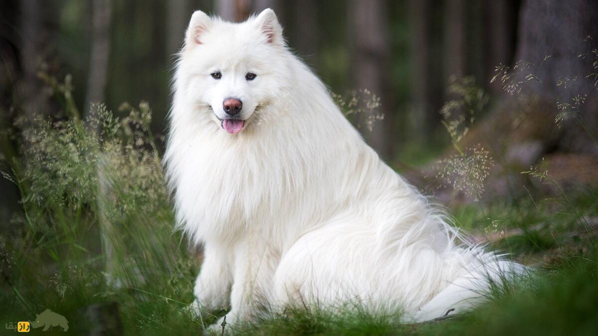 ساموئید؛ سگ سیبریایی که ملکه انگلیس عاشقش بود و مویاش برای بافت لباس به کار میرود ساموئید؛ سگ سیبریایی که ملکه انگلیس عاشقش بود و مویاش برای بافت لباس به کار میرود