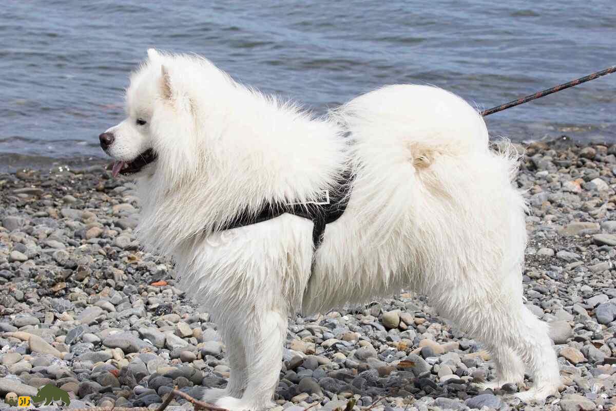 ساموئید؛ سگ سیبریایی که ملکه انگلیس عاشقش بود و مویاش برای بافت لباس به کار میرود ساموئید؛ سگ سیبریایی که ملکه انگلیس عاشقش بود و مویاش برای بافت لباس به کار میرود