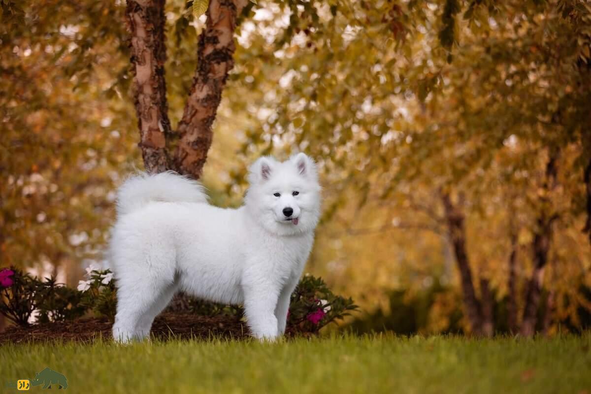 ساموئید؛ سگ سیبریایی که ملکه انگلیس عاشقش بود و مویاش برای بافت لباس به کار میرود ساموئید؛ سگ سیبریایی که ملکه انگلیس عاشقش بود و مویاش برای بافت لباس به کار میرود