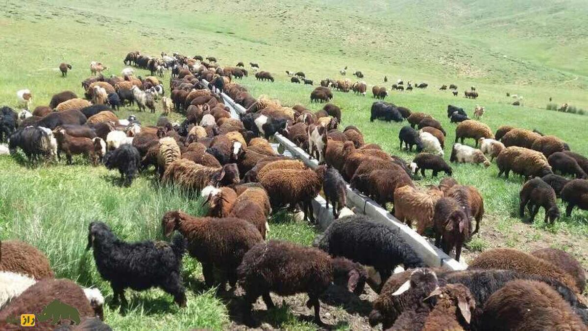 گوسفند زل؛ گوسفند شمالی معروف به «آریایی» که تنها نژاد بدون دنبه کشور است