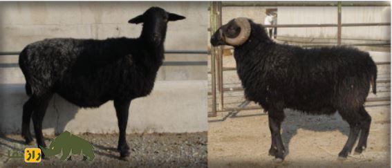 گوسفند زل؛ گوسفند شمالی معروف به «نژاد آریایی» که تنها نژاد بدون دنبه کشور است