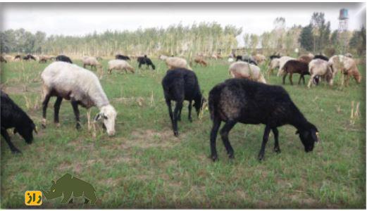 گوسفند زل؛ گوسفند شمالی معروف به «نژاد آریایی» که تنها نژاد بدون دنبه کشور است