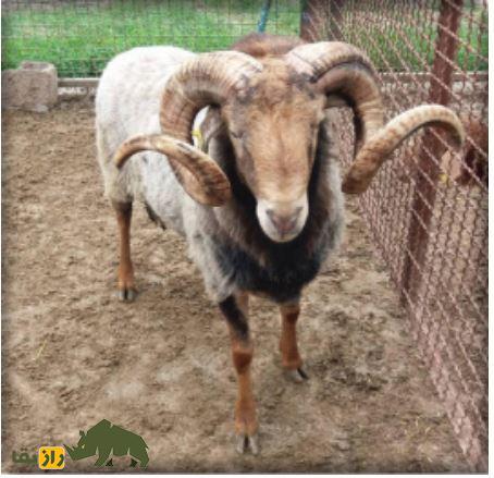 گوسفند زل؛ گوسفند شمالی معروف به «نژاد آریایی» که تنها نژاد بدون دنبه کشور است