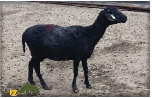 گوسفند زل؛ گوسفند شمالی معروف به «نژاد آریایی» که تنها نژاد بدون دنبه کشور است