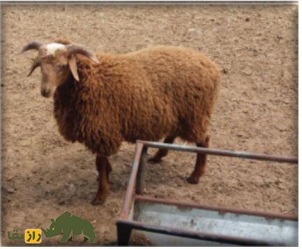 گوسفند زل؛ گوسفند شمالی معروف به «نژاد آریایی» که تنها نژاد بدون دنبه کشور است