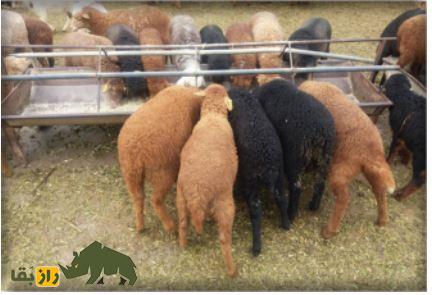 گوسفند زل؛ گوسفند شمالی معروف به «نژاد آریایی» که تنها نژاد بدون دنبه کشور است