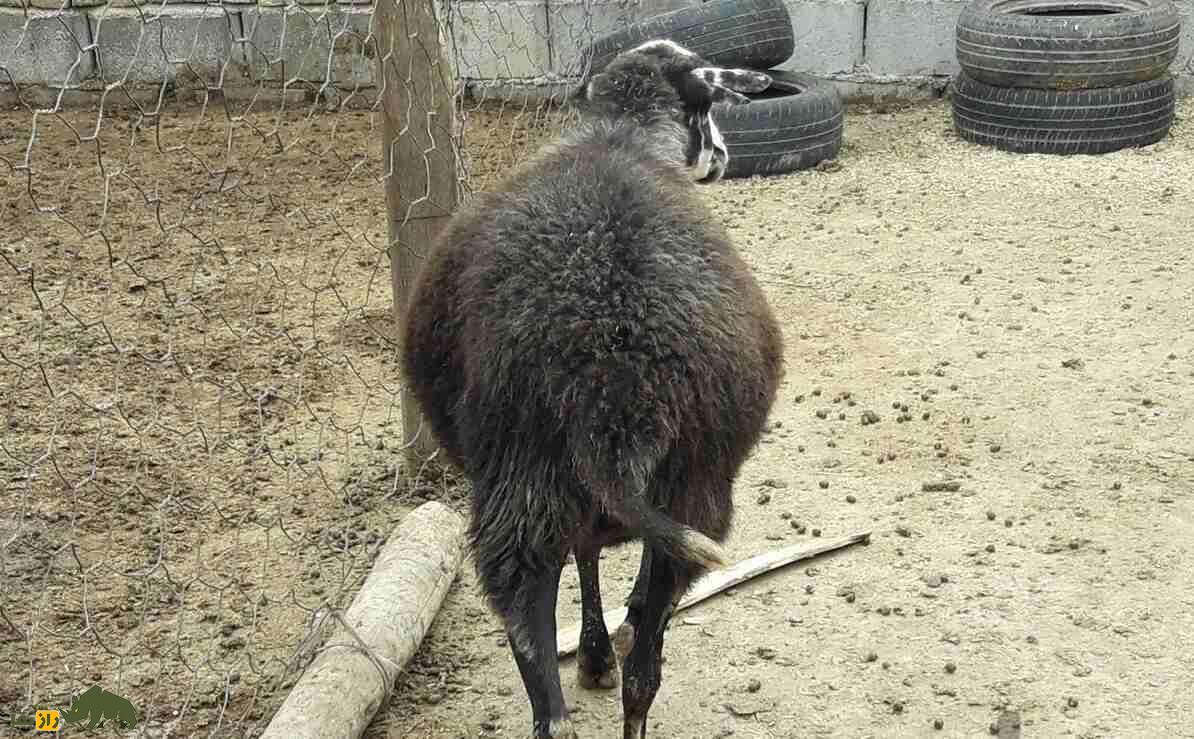 گوسفند زل؛ گوسفند شمالی معروف به «نژاد آریایی» که تنها نژاد بدون دنبه کشور است