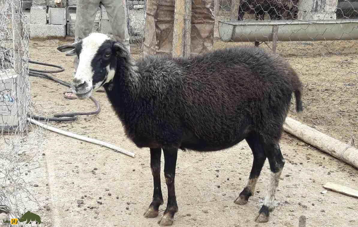 گوسفند زل؛ گوسفند شمالی معروف به «نژاد آریایی» که تنها نژاد بدون دنبه کشور است