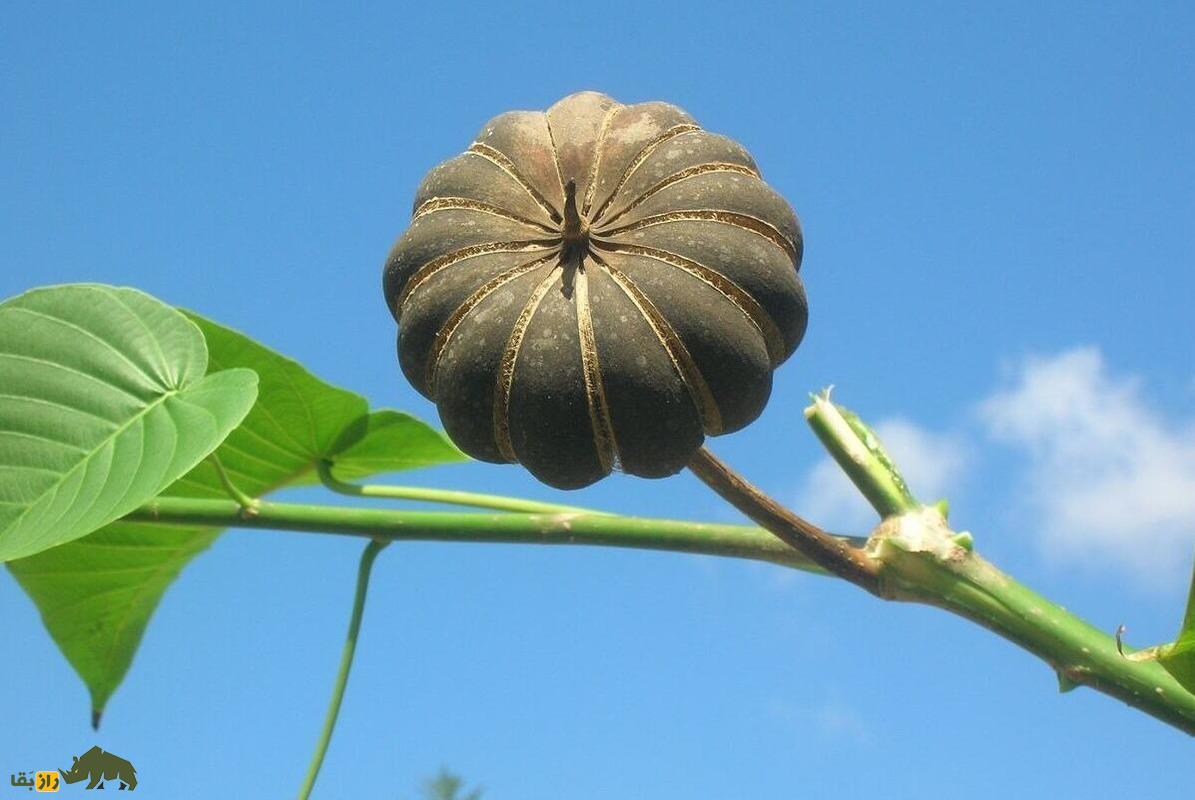درخت جعبه شنی؛ به این درخت مرگبار نزدیک نشوید میوه‌های آن بعد از رسیدن مثل «بمب» منفجر می‌شوند!