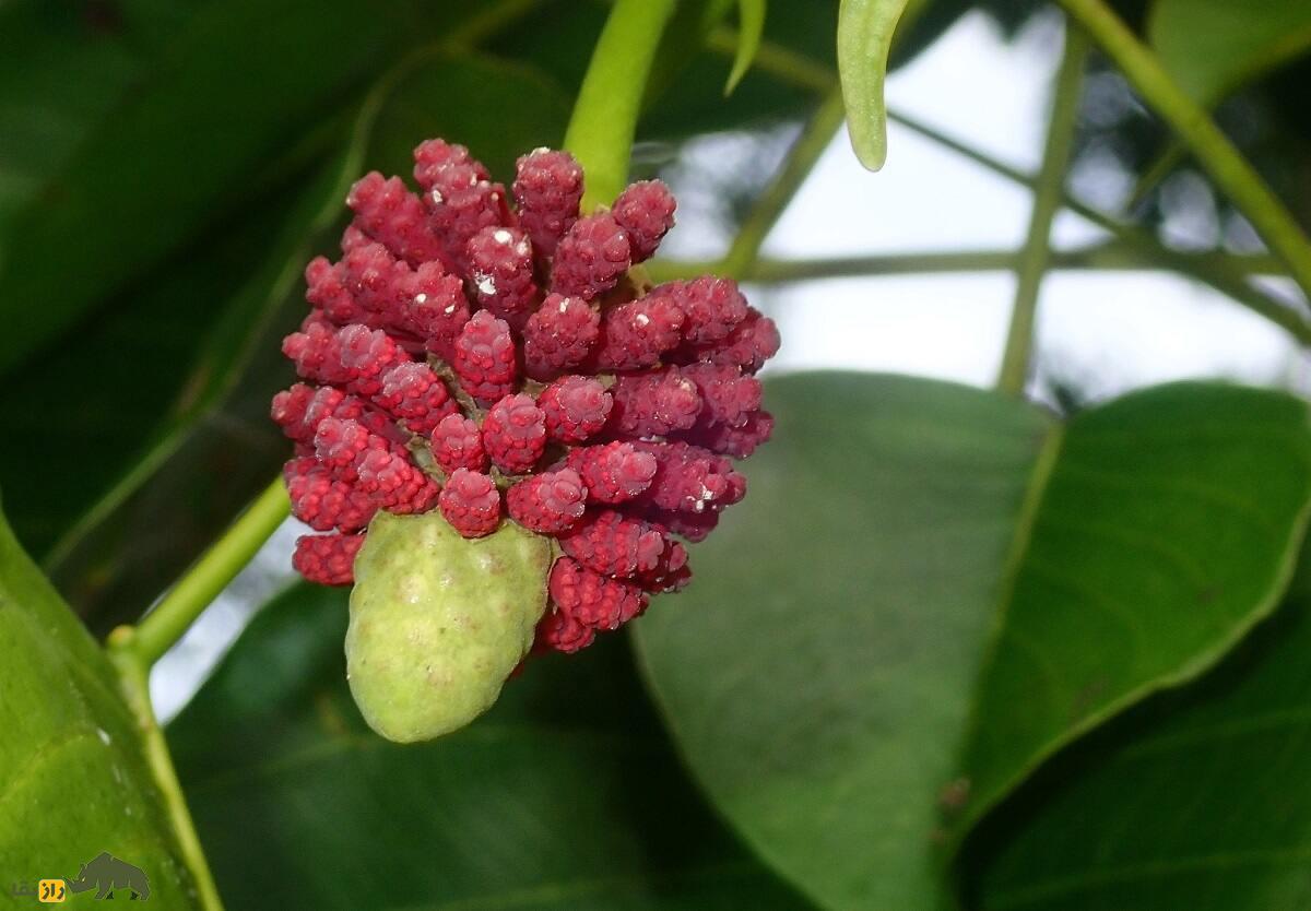 میوه بمب؛ میوه‌ای عجیب معروف به «دینامیت» که منفجر می‌شود و درخت‌اش ۶۰ متر رشد می‌کند