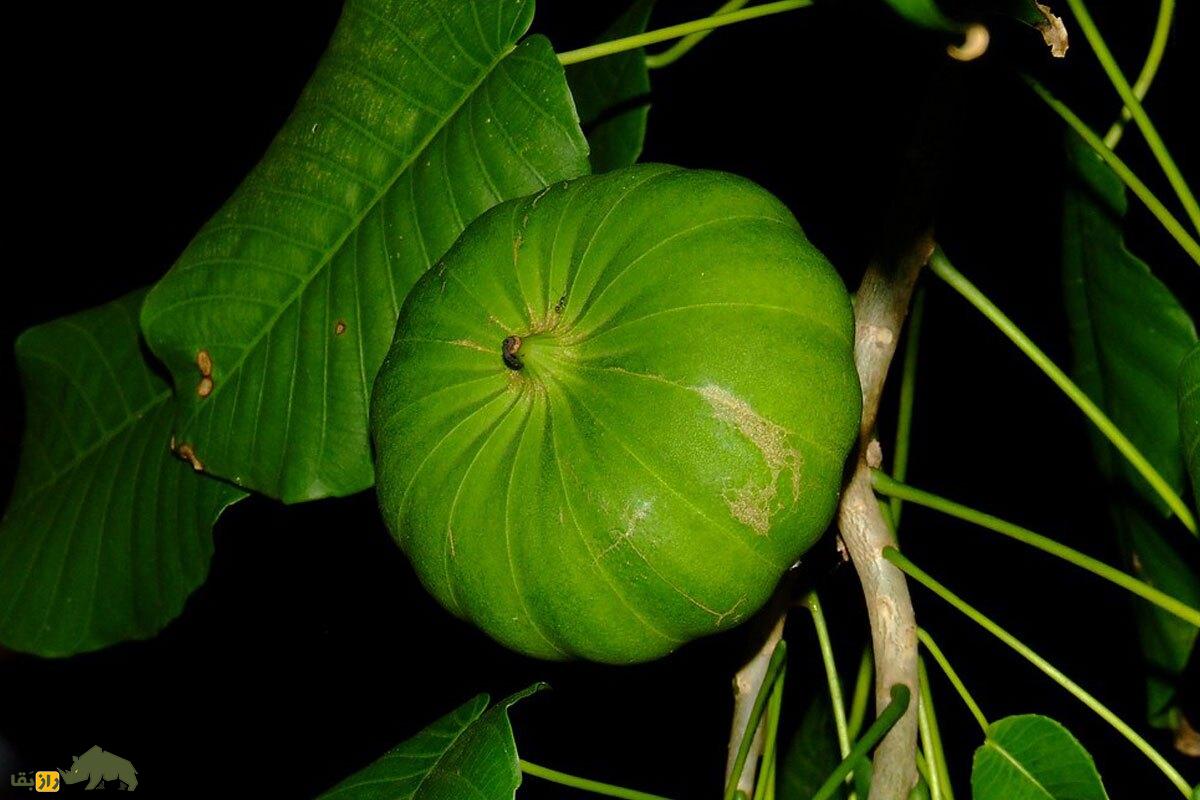 درخت جعبه شنی؛ به این درخت مرگبار نزدیک نشوید میوه‌های آن بعد از رسیدن مثل «بمب» منفجر می‌شوند!