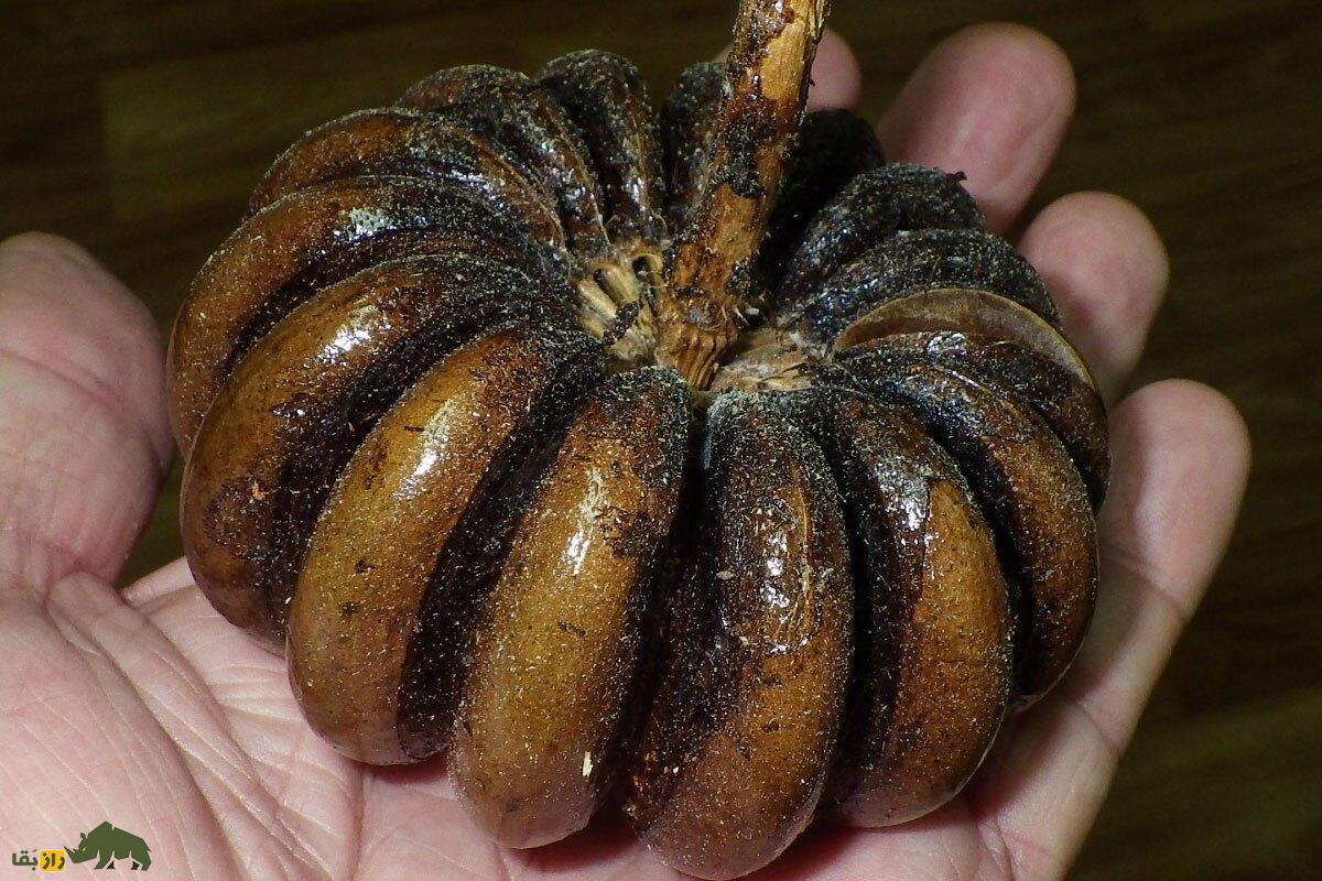 درخت جعبه شنی؛ به این درخت مرگبار نزدیک نشوید میوه‌های آن بعد از رسیدن مثل «بمب» منفجر می‌شوند!