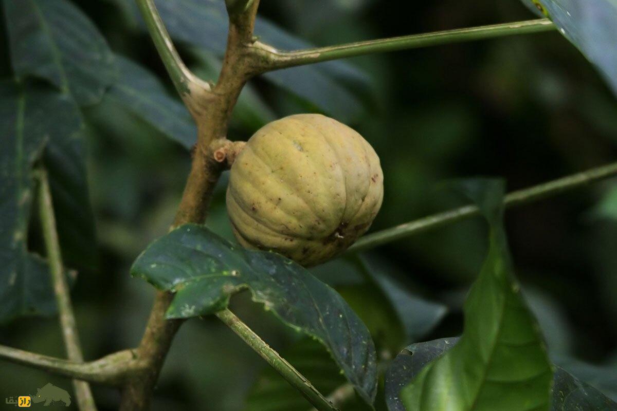 درخت جعبه شنی؛ به این درخت مرگبار نزدیک نشوید میوه‌های آن بعد از رسیدن مثل «بمب» منفجر می‌شوند!