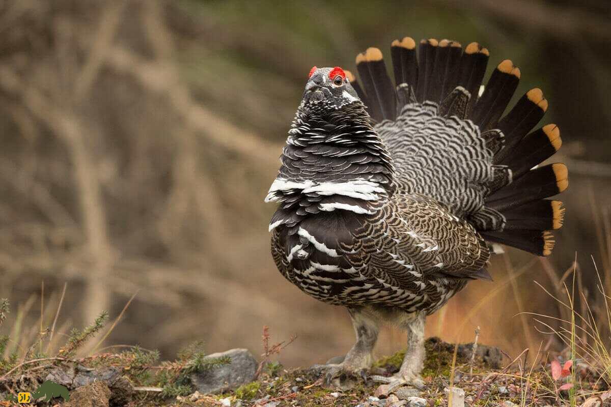 سیاه خروس کانادایی؛ مرغ احمقی که روی درخت زندگی میکند و یک بیبند و بار جنسی است! سیاه خروس کانادایی؛ مرغ احمقی که روی درخت زندگی میکند و یک بیبند و بار جنسی است!