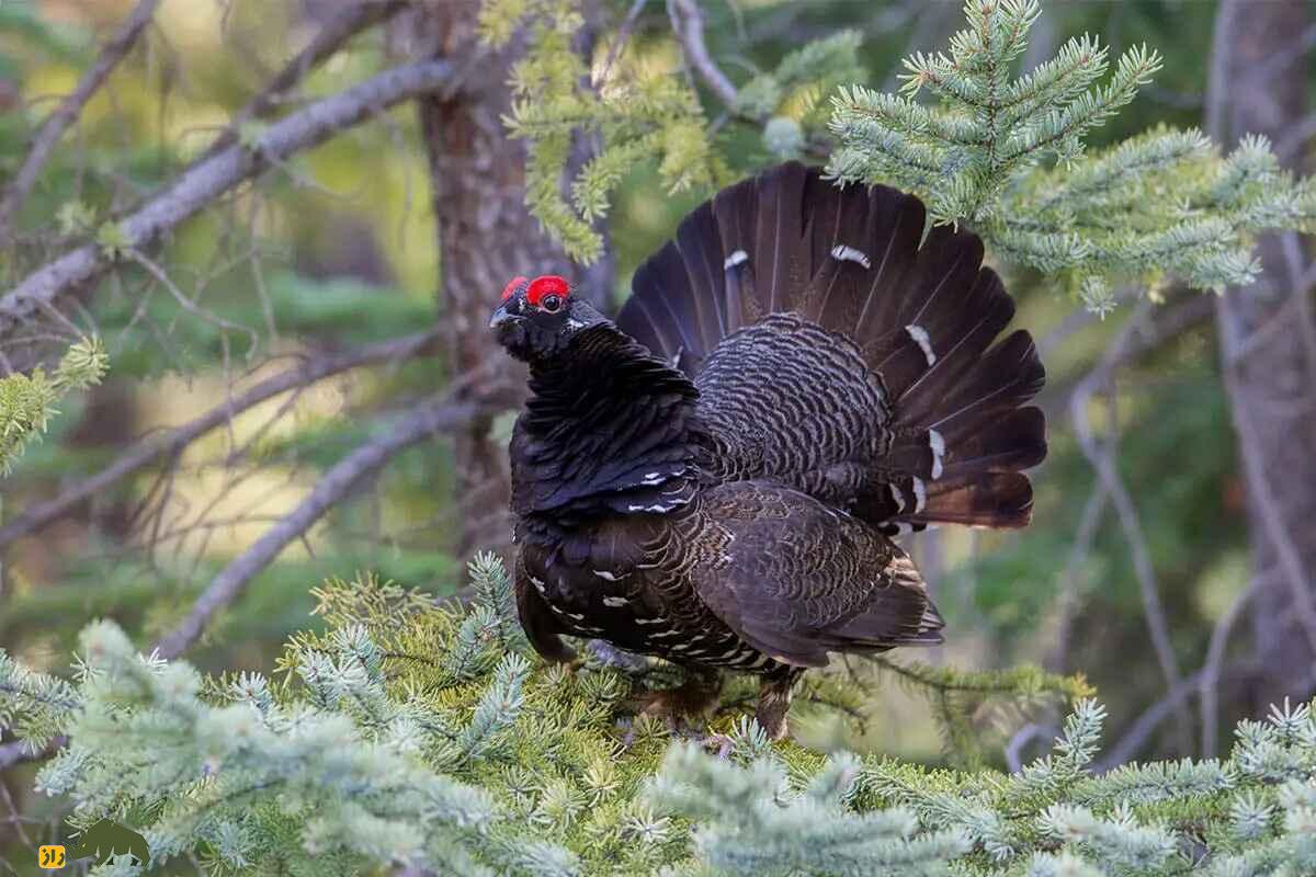سیاهخروس کانادایی؛ مرغ احمقی که روی درخت زندگی میکند و یک بی بندر و بار جنسی است سیاهخروس کانادایی؛ مرغ احمقی که روی درخت زندگی میکند و یک بی بندر و بار جنسی است