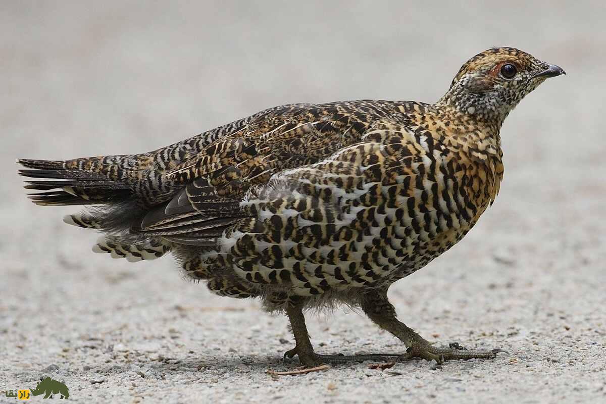سیاهخروس کانادایی؛ مرغ احمقی که روی درخت زندگی میکند و یک بی بندر و بار جنسی است سیاهخروس کانادایی؛ مرغ احمقی که روی درخت زندگی میکند و یک بی بندر و بار جنسی است