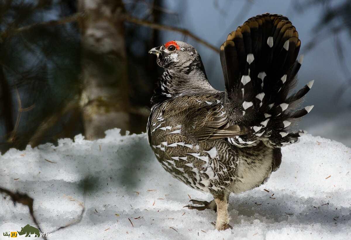 سیاهخروس کانادایی؛ مرغ احمقی که روی درخت زندگی میکند و یک بی بندر و بار جنسی است سیاهخروس کانادایی؛ مرغ احمقی که روی درخت زندگی میکند و یک بی بندر و بار جنسی است