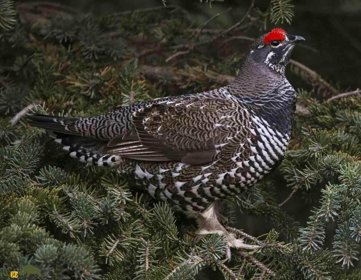 سیاهخروس کانادایی؛ مرغ احمقی که روی درخت زندگی میکند و یک بی بندر و بار جنسی است سیاهخروس کانادایی؛ مرغ احمقی که روی درخت زندگی میکند و یک بی بندر و بار جنسی است