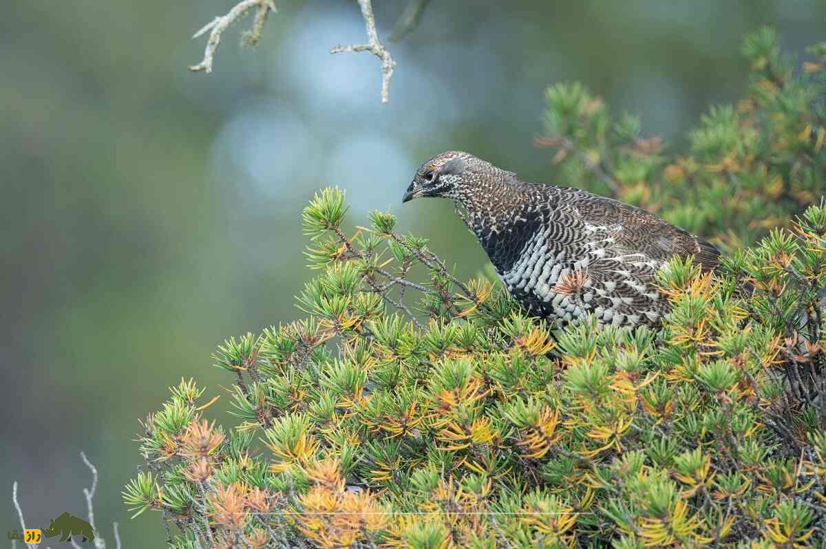 سیاهخروس کانادایی؛ مرغ احمقی که روی درخت زندگی میکند و یک بی بندر و بار جنسی است سیاهخروس کانادایی؛ مرغ احمقی که روی درخت زندگی میکند و یک بی بندر و بار جنسی است