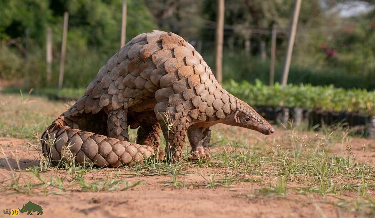 پانگولین Pangolins