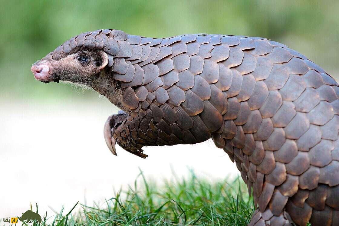 پانگولین؛ دایناسور کوچکی که زبانش از بدنش بلندتر است و به خاطر خواص دارویی‌اش به شدت قاچاق می‌شود