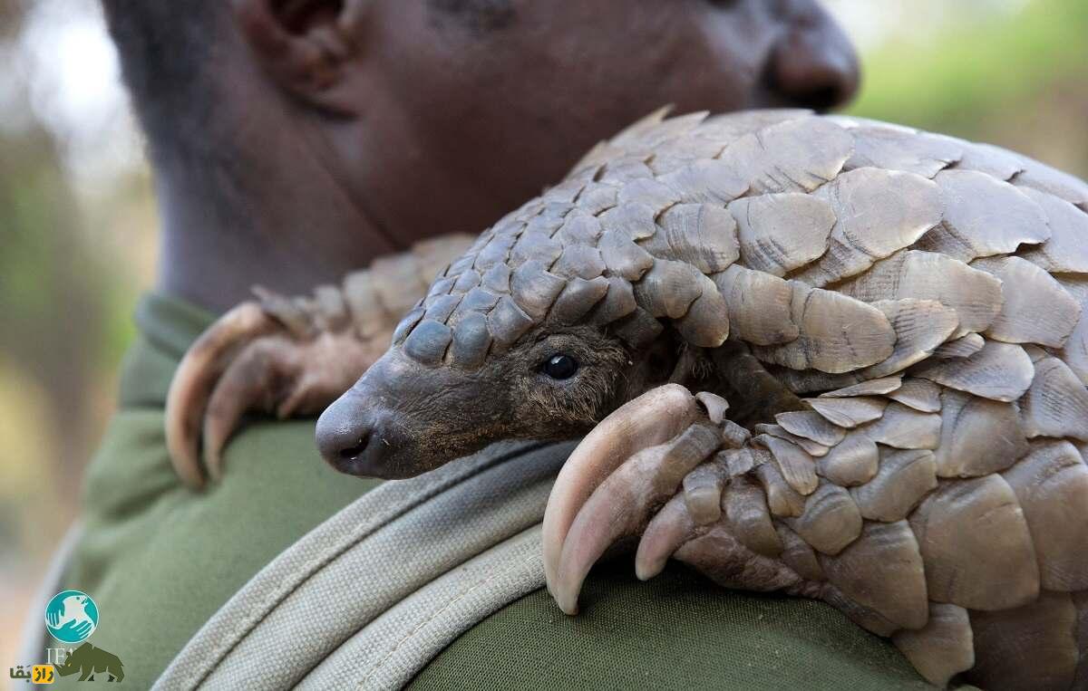 پانگولین؛ دایناسور کوچکی که زبانش از بدنش بلندتر است و به خاطر خواص دارویی‌اش به شدت قاچاق می‌شود