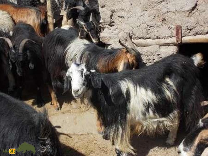 بز رائینی؛ بز کرمانی که بهترین تولیدکننده کرک در جهان است بز رائینی؛ بز کرمانی که بهترین تولیدکننده کرک در جهان است