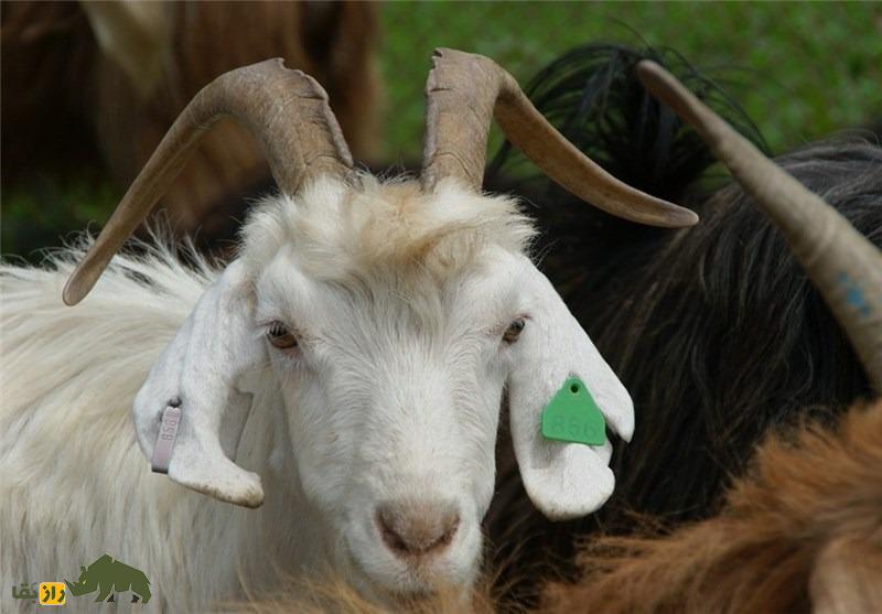 بز رائینی؛ بز کرمانی که بهترین تولیدکننده کرک در جهان است بز رائینی؛ بز کرمانی که بهترین تولیدکننده کرک در جهان است