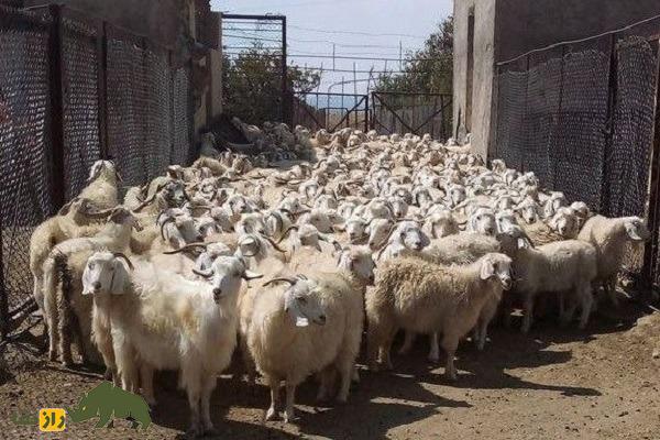 بز رائینی؛ بز کرمانی که بهترین تولیدکننده کرک در جهان است بز رائینی؛ بز کرمانی که بهترین تولیدکننده کرک در جهان است