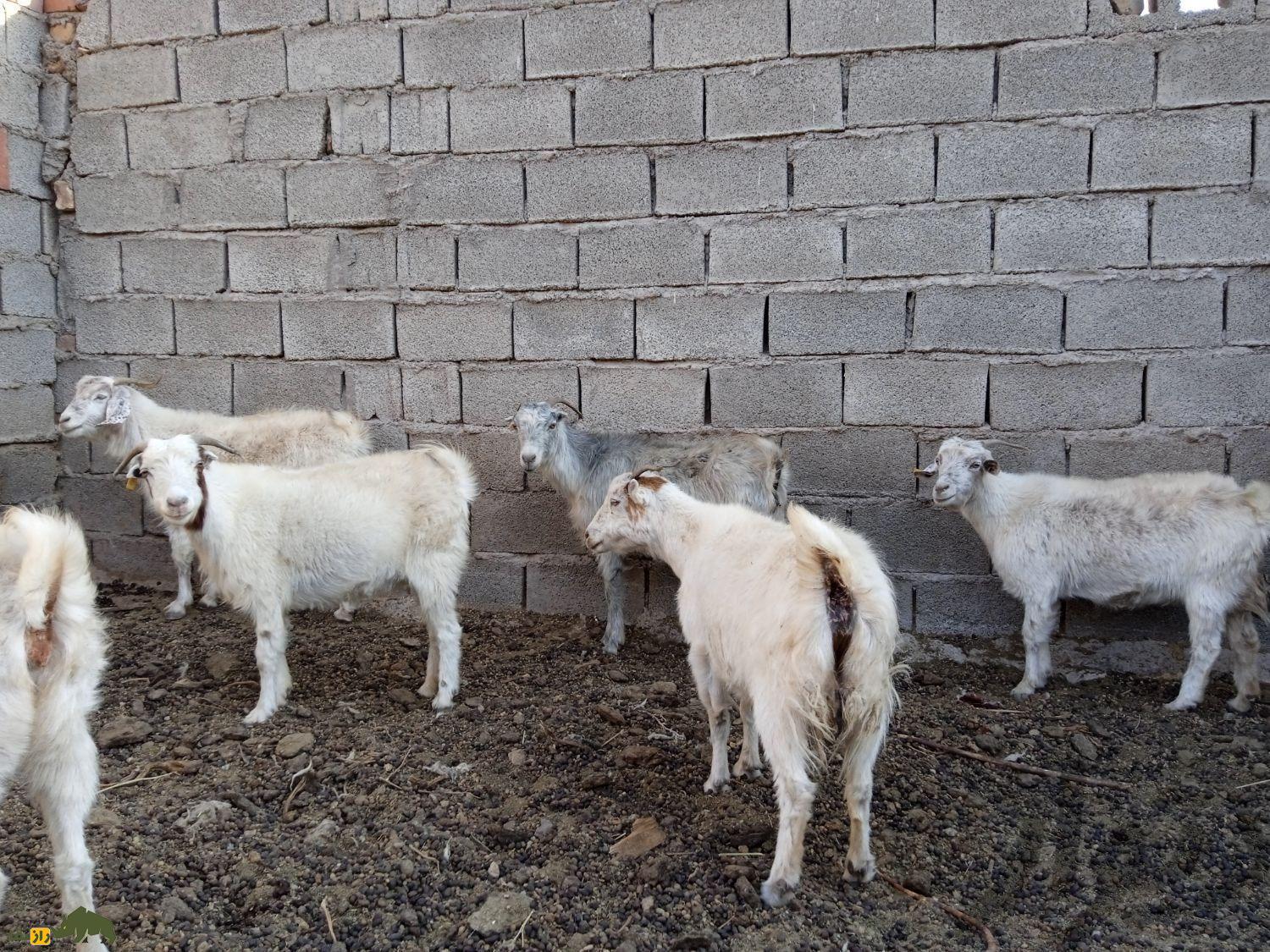 بز رائینی؛ بز کرمانی که بهترین تولیدکننده کرک در جهان است بز رائینی؛ بز کرمانی که بهترین تولیدکننده کرک در جهان است