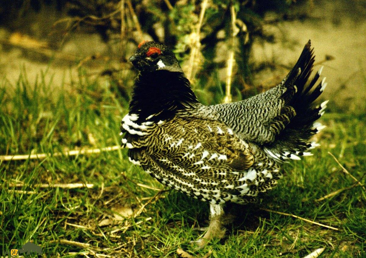 سیاه خروس کانادایی؛ مرغ احمقی که روی درخت زندگی میکند و یک بیبند و بار جنسی است! سیاه خروس کانادایی؛ مرغ احمقی که روی درخت زندگی میکند و یک بیبند و بار جنسی است!