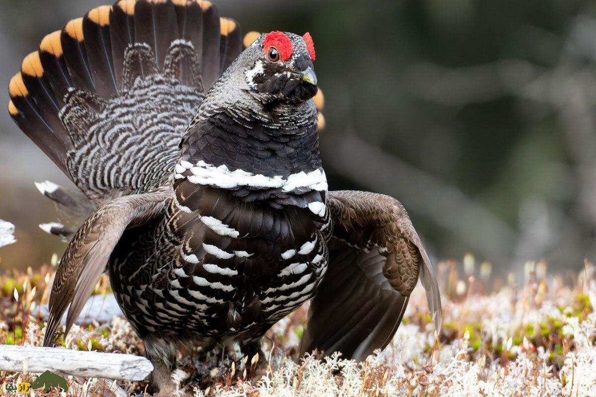 سیاه خروس کانادایی؛ مرغ احمقی که روی درخت زندگی میکند و یک بیبند و بار جنسی است! سیاه خروس کانادایی