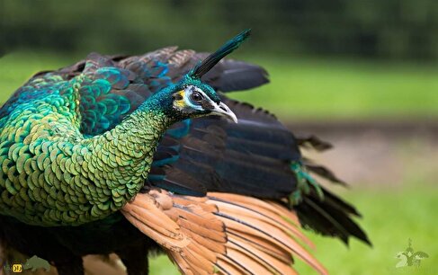 (ویدئو) طاووس سبز اندونزیایی؛ پرنده غول‌پیکر با طول ۳ متر که زیباترین پرنده جهان است
