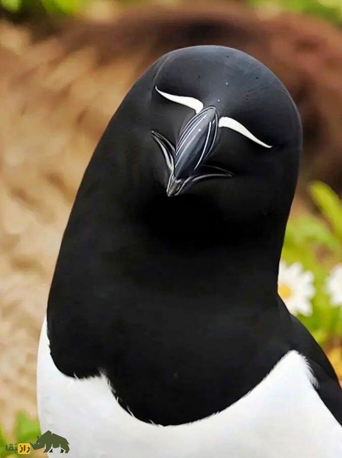 پنگوئن منقار تیغی؛ پرنده عجیبی که رابطه جنسی سه نفره دارد و در یک ماه ۸۰ بار جفت می‌شود