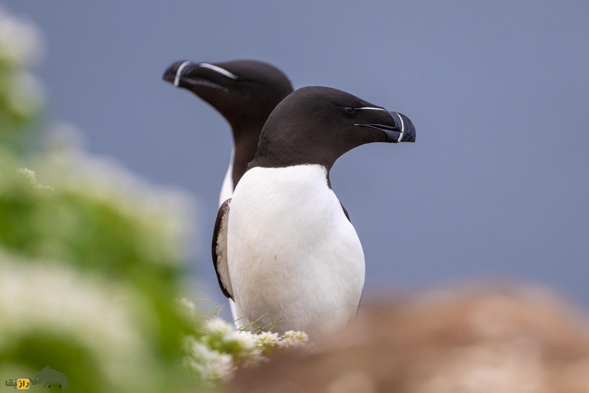 پنگوئن منقار تیغی؛ پرنده عجیبی که رابطه جنسی سه نفره دارد و در یک ماه ۸۰ بار جفت می‌شود