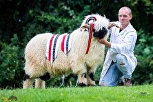 گوسفند دماغ سیاه والیس؛ گوسفندی که فقط در سوئیس زندگی می‌کند و لقب بامزه‌ترین گوسفند دنیا را دارد!