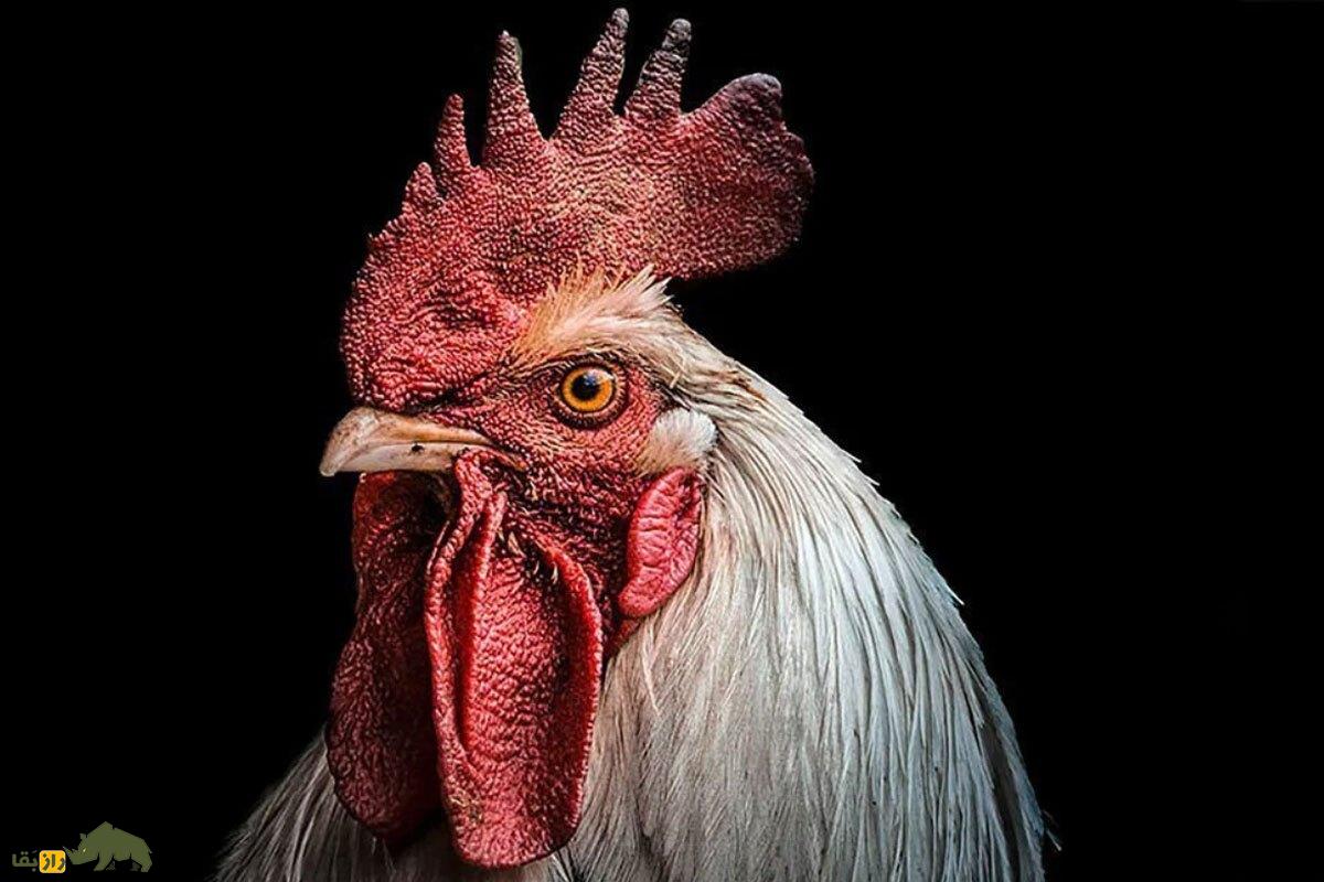 چرا خروسها «غبغب» و تاج دارند؟ چرا خروسها «غبغب» و تاج دارند؟