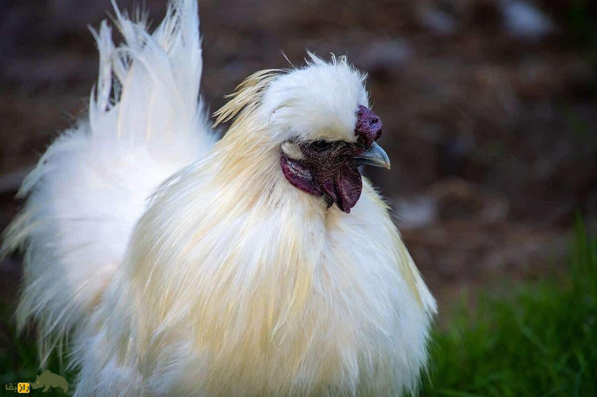 مرغ و خروس ابریشمی؛ مرغ و خروسی چینی که تمام بدنشان پَر دارد و گوشتی سیاه دارند! مرغ و خروس ابریشمی؛ مرغ و خروسی چینی که تمام بدنشان پَر دارد و گوشتی سیاه دارند!