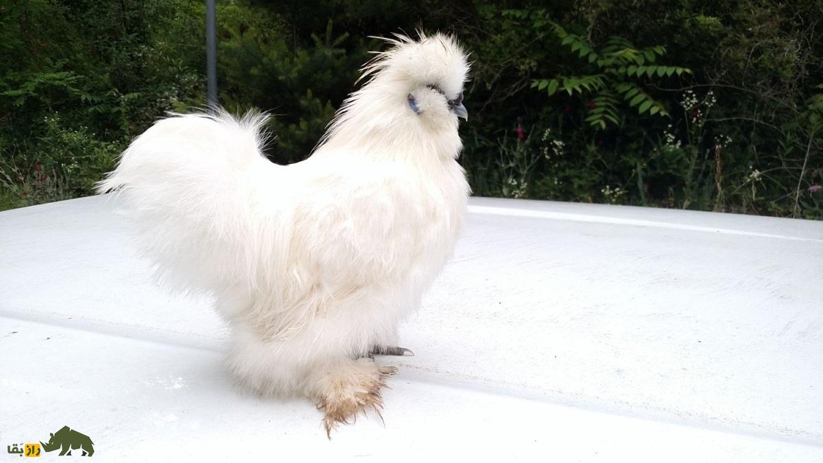 خروس سیلکی؛ خروسی با شکل و شمایل عجیب که تمام بدنش کرک و پر است خروس سیلکی؛ خروسی با شکل و شمایل عجیب که تمام بدنش کرک و پر است