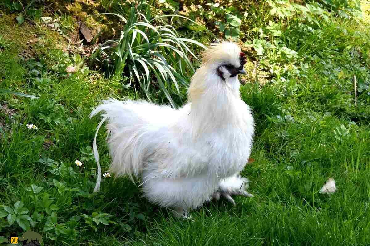 خروس سیلکی؛ خروسی با شکل و شمایل عجیب که تمام بدنش کرک و پر است خروس سیلکی؛ خروسی با شکل و شمایل عجیب که تمام بدنش کرک و پر است