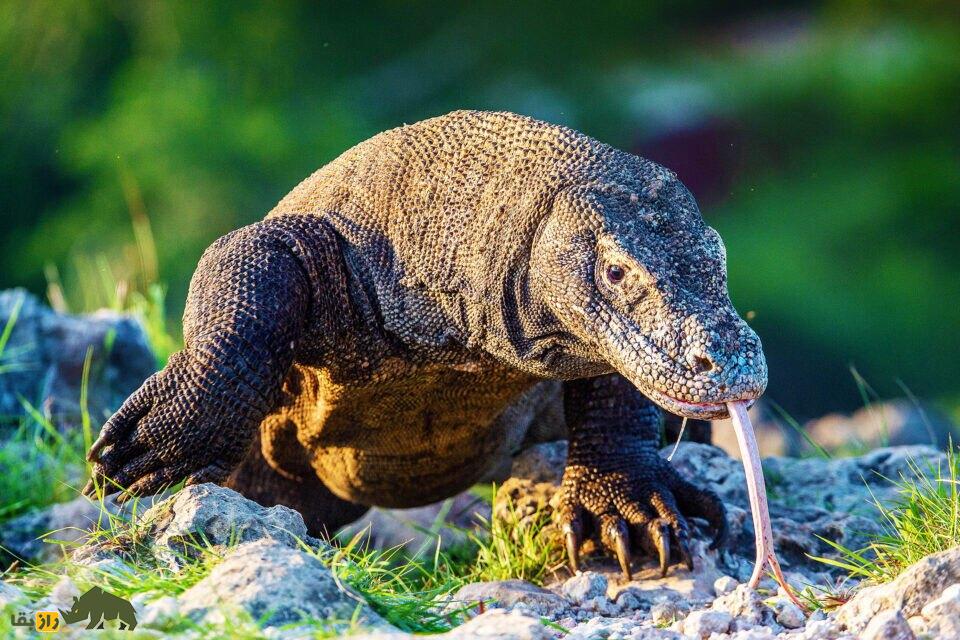 دندانهای «اژدهای کومودو» از جنس آهن است! دندانهای «اژدهای کومودو» از جنس آهن است!