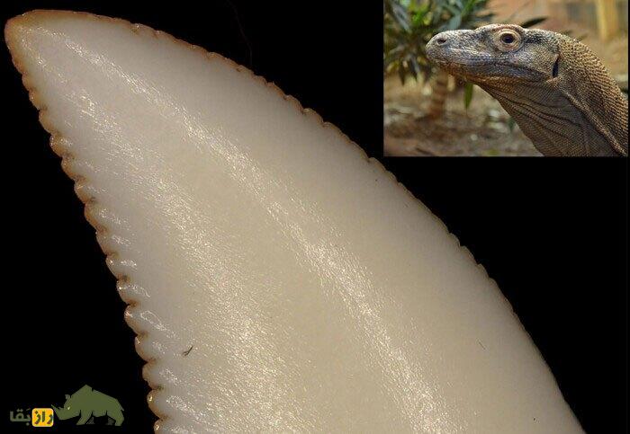 دندانهای «اژدهای کومودو» از جنس آهن است! دندانهای «اژدهای کومودو» از جنس آهن است!