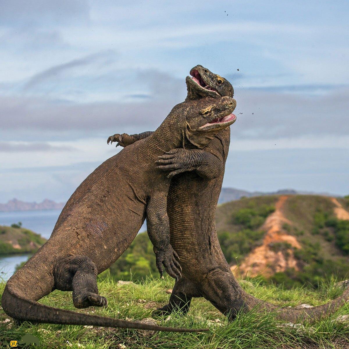 دندانهای «اژدهای کومودو» از جنس آهن است! دندانهای «اژدهای کومودو» از جنس آهن است!